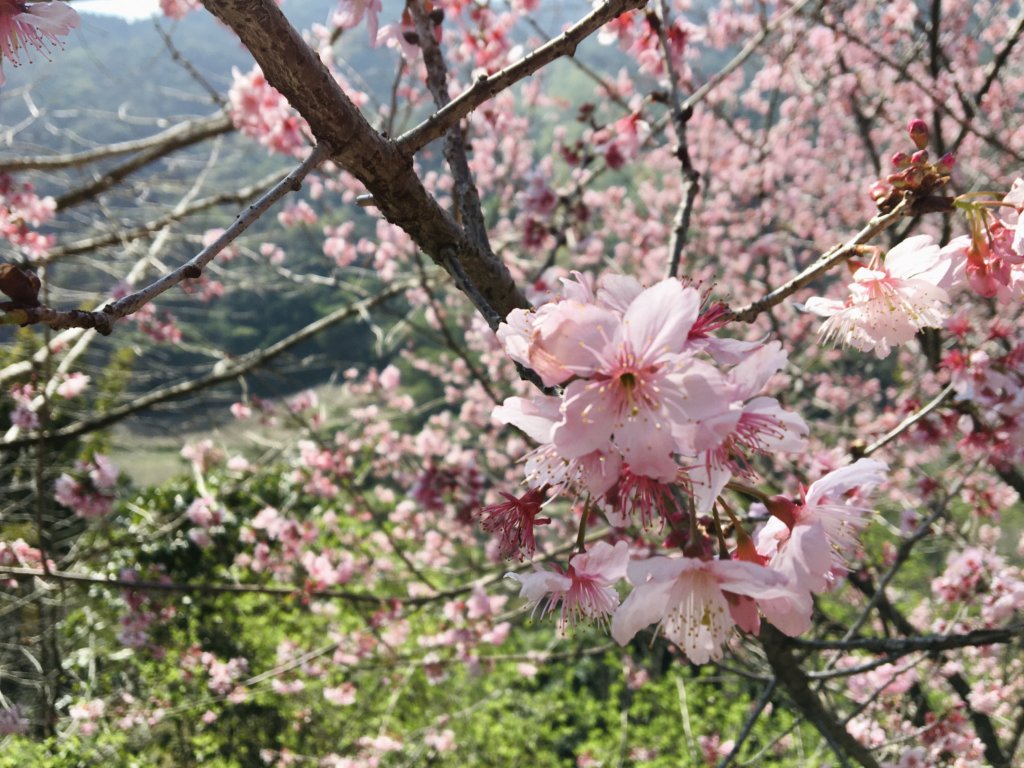 nantou-guesthouse-chanshuo